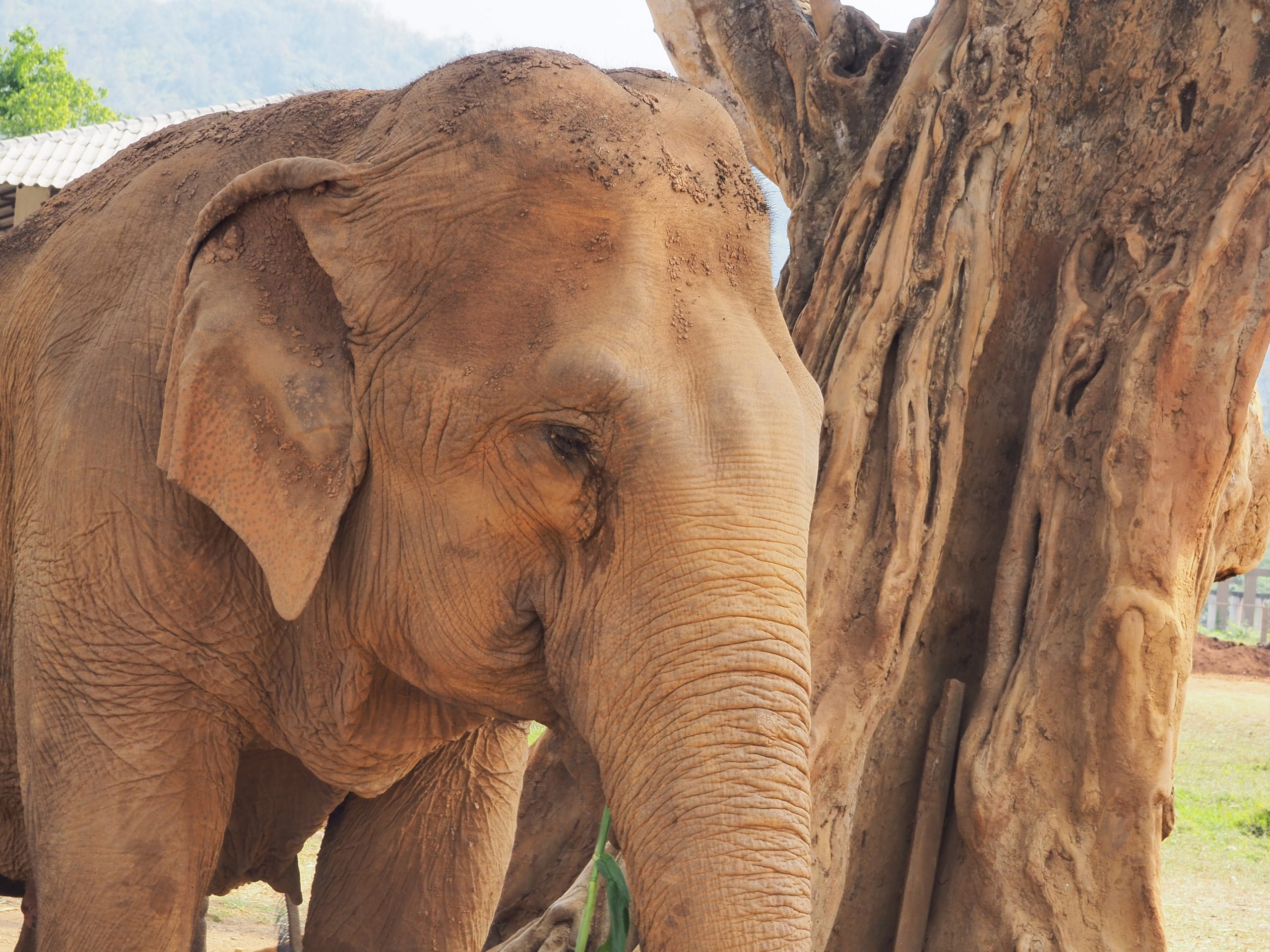 éléphant sanctuaire thaïlande