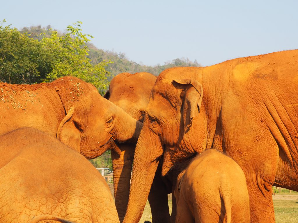 éléphant nature Park