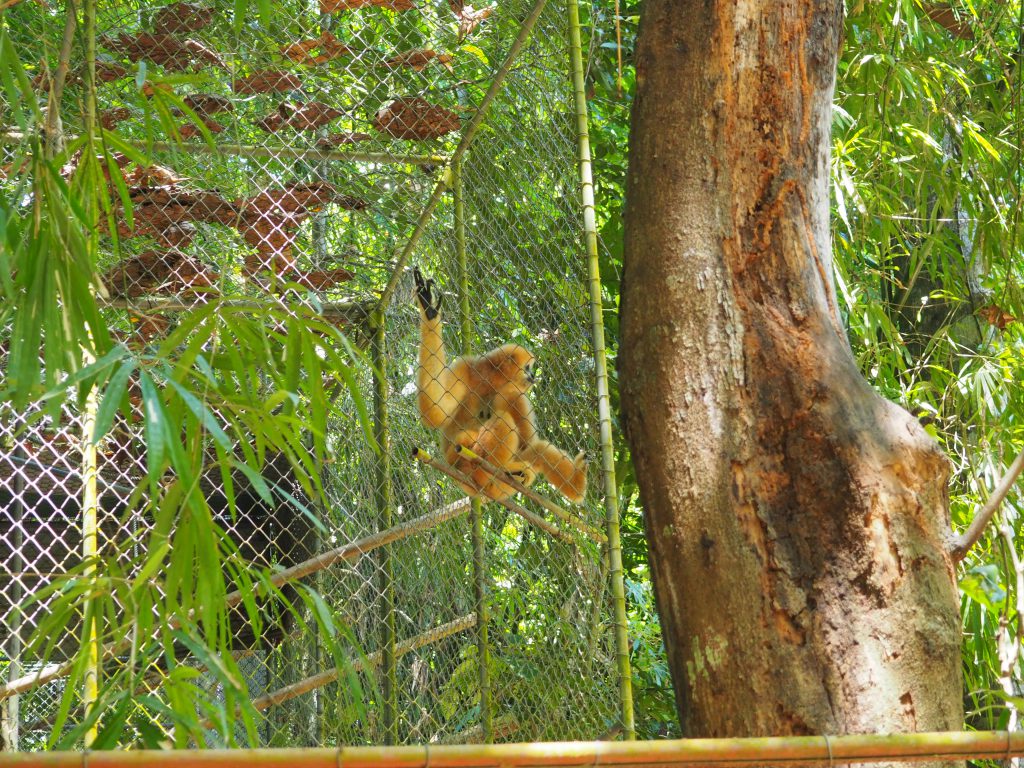 gibbons phuket