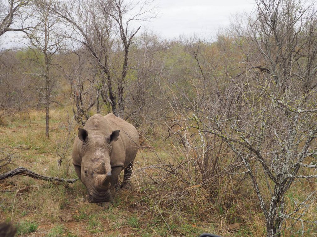 Rhinocéros, une espèce en danger