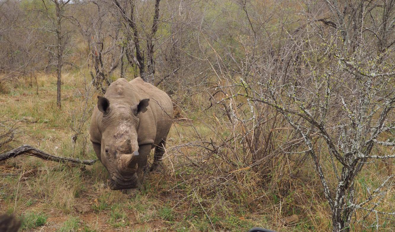 Rhinocéros, une espèce en danger