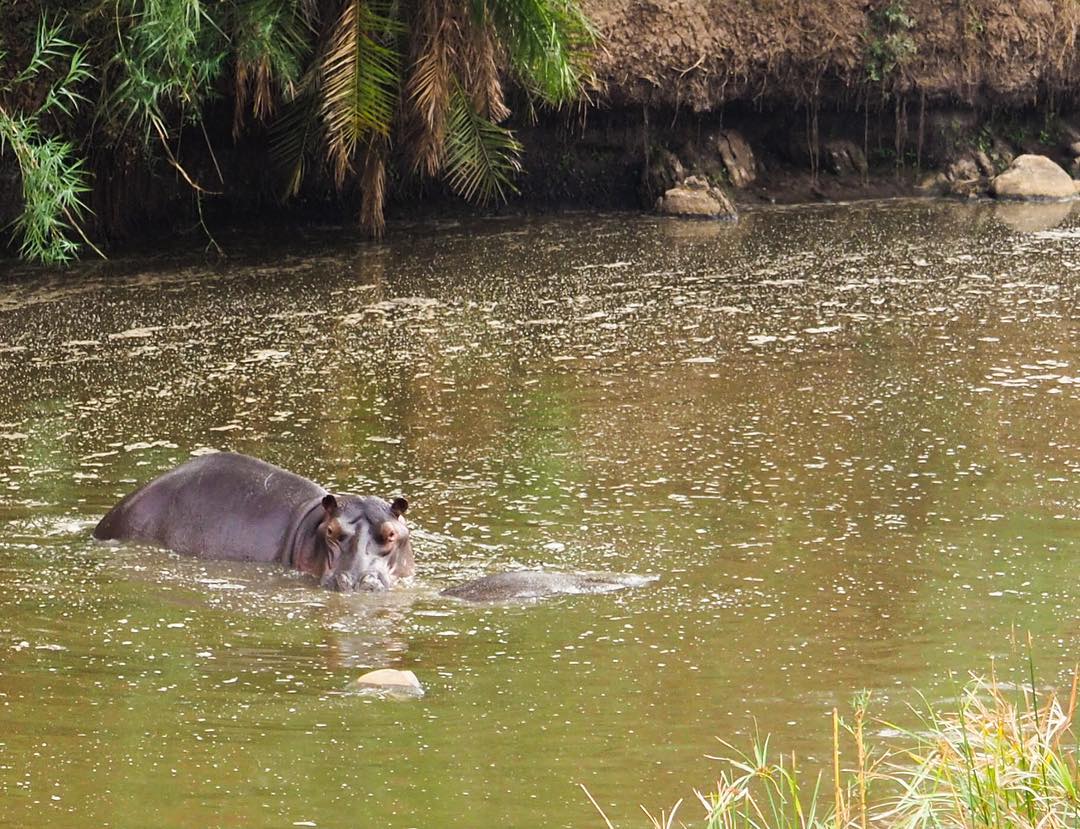 Hippopotame afrique du sud