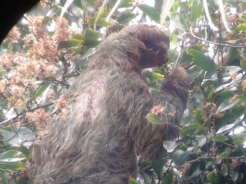 Paresseux au parc Manuel Antonio.