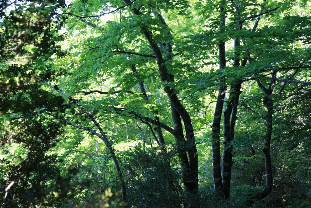 Forêt autour de Roquefixade