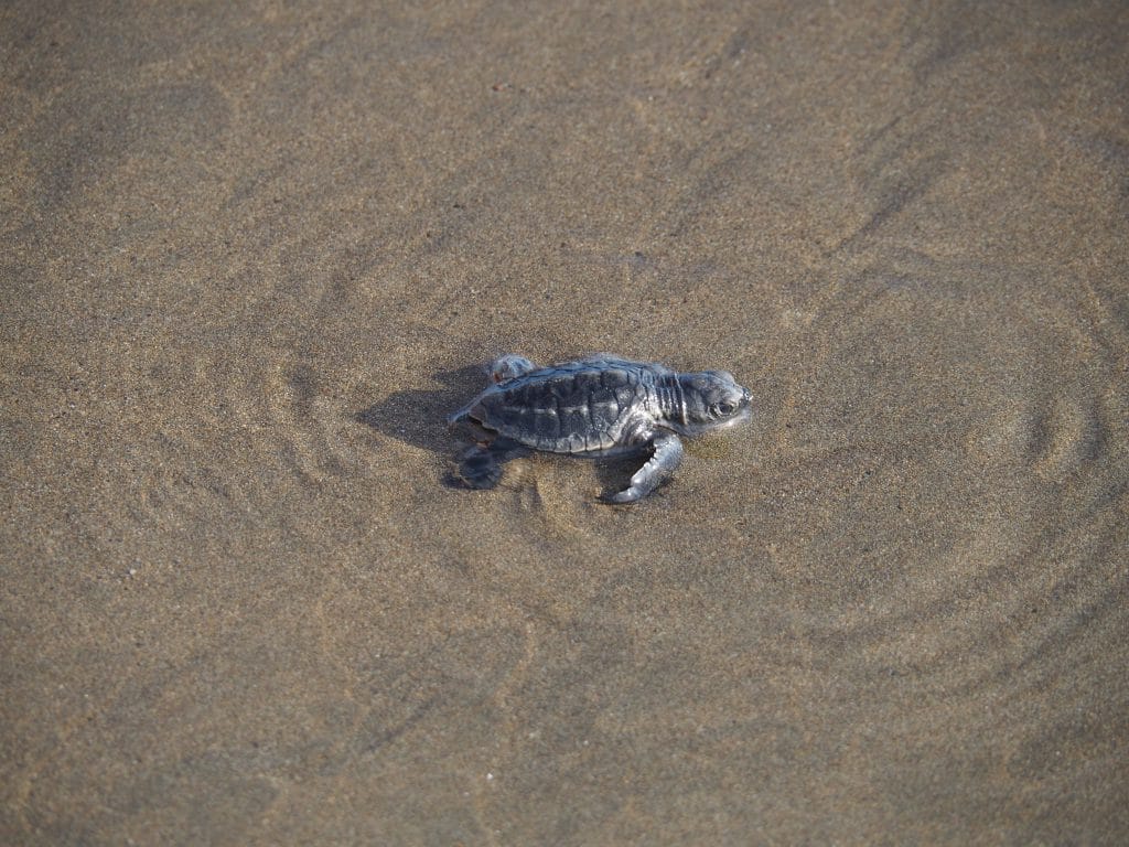 Le bébé tortue regagne le large.