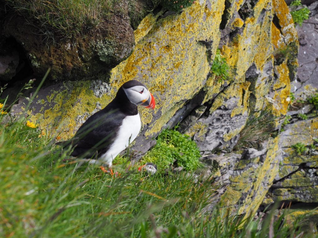 Macareux islande