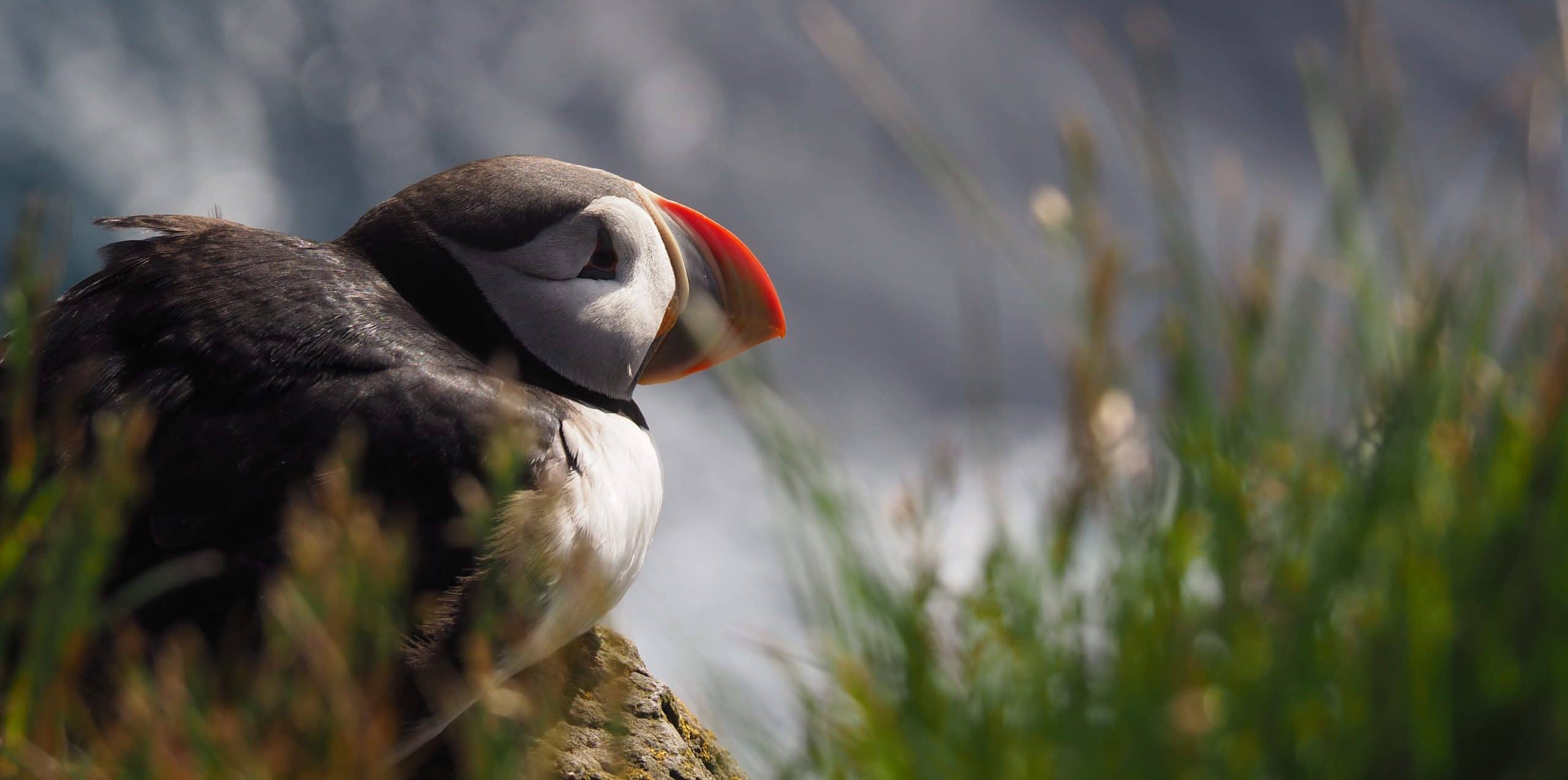 Macareux moine islande