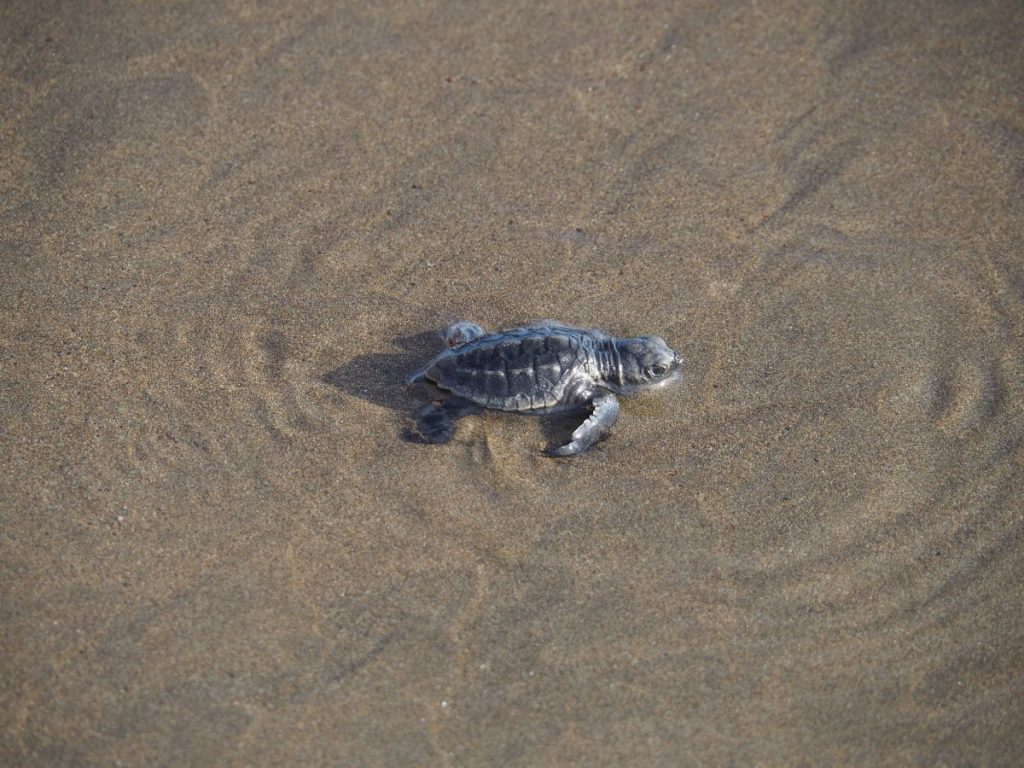 Bébé tortue Costa Rica