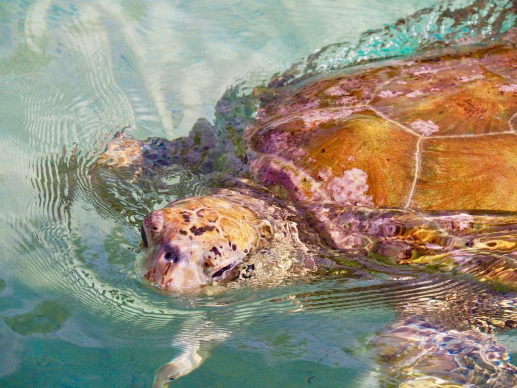 clinique des tortues Moorea