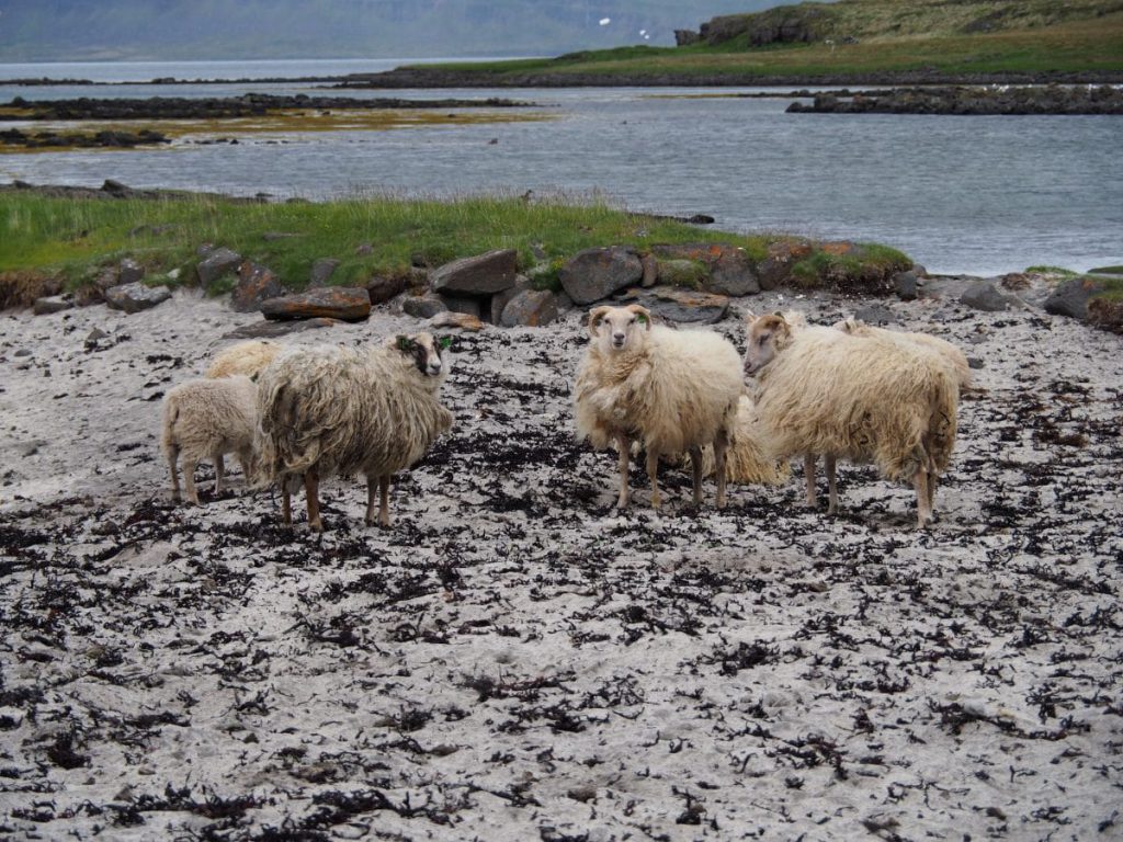 Moutons islandais.