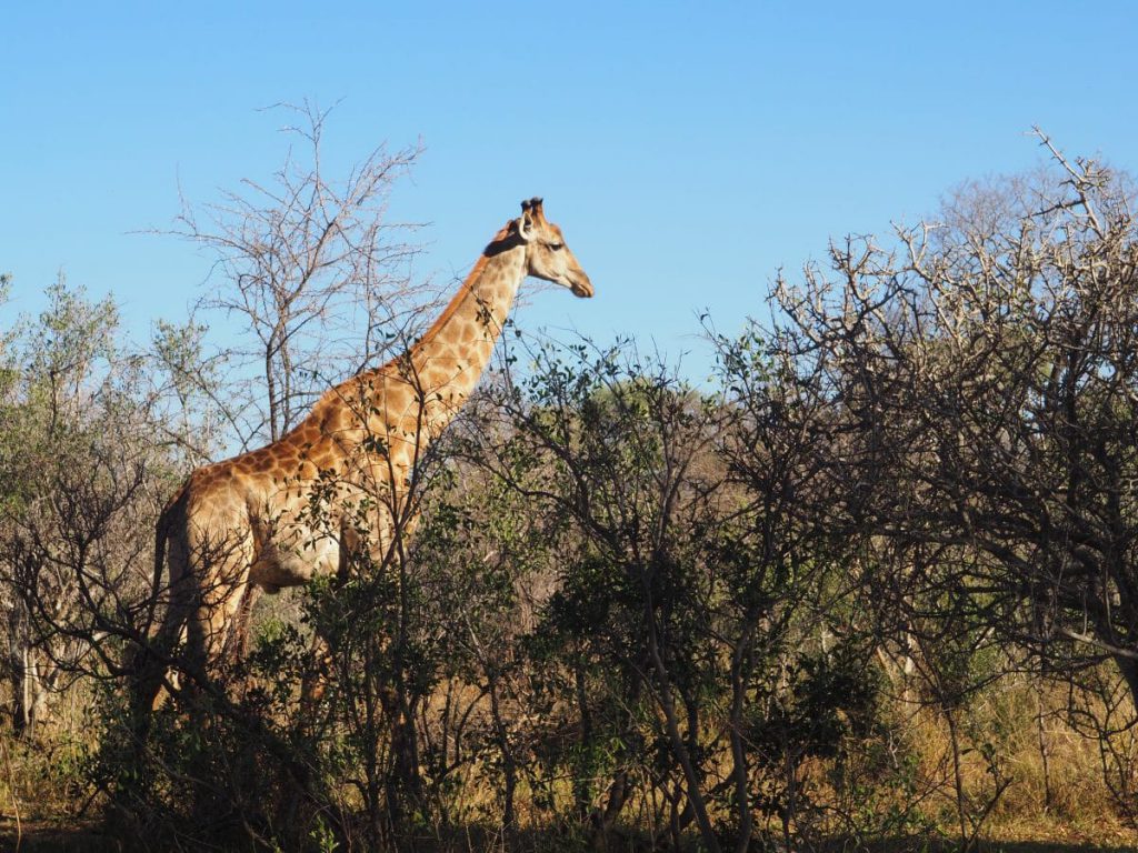 girafe dans la réserve du makalali