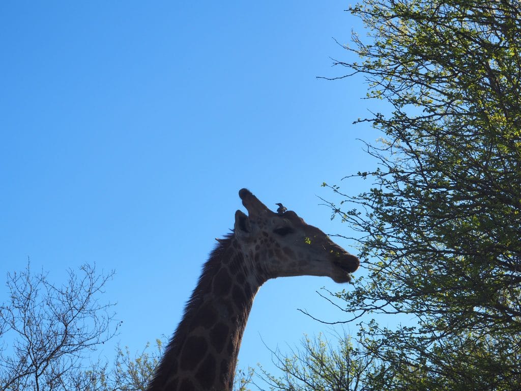 girafe-afrique