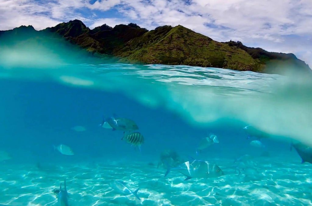 Faune marine Moorea