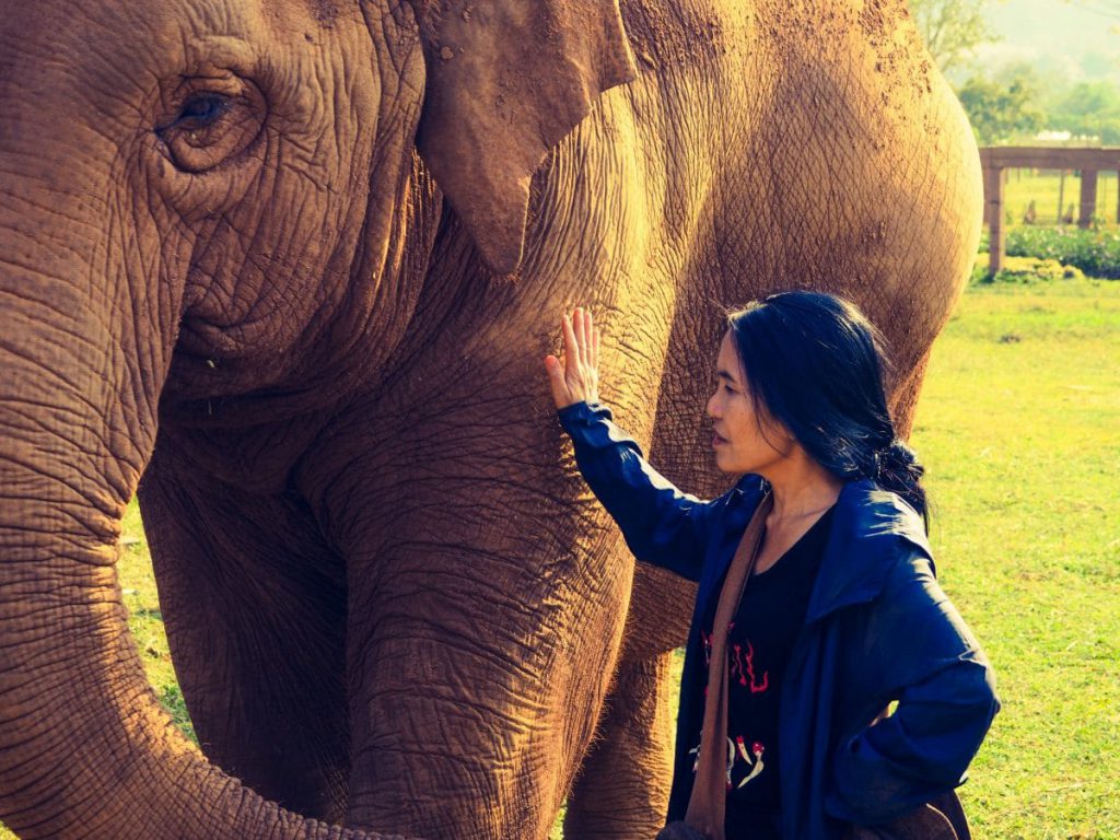 lek-chailert éléphant nature park