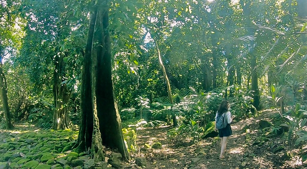 La forêt de mape à Moorea.