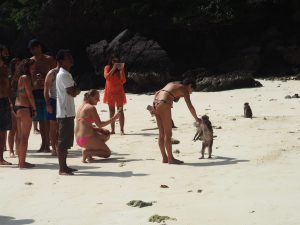 plage singes Thaïlande