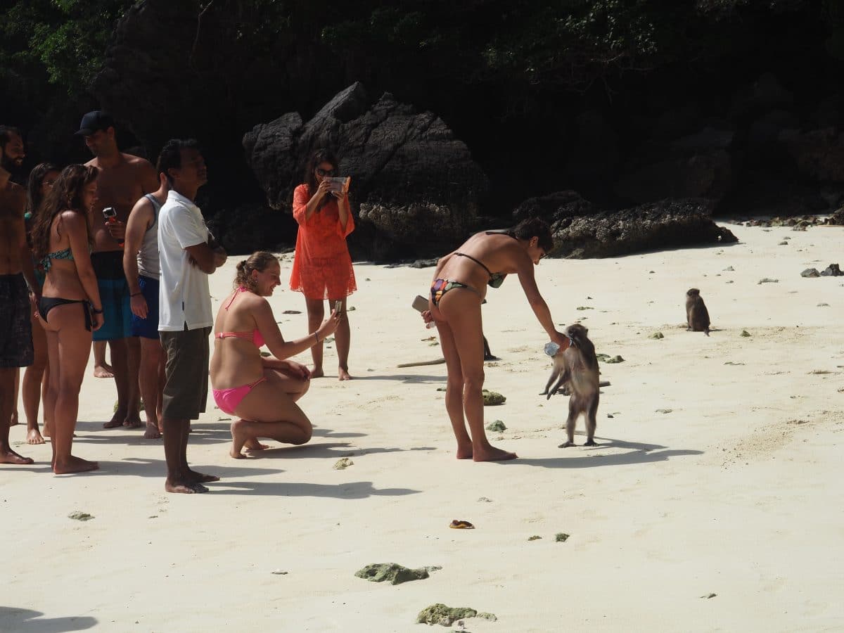 plage singes Thaïlande