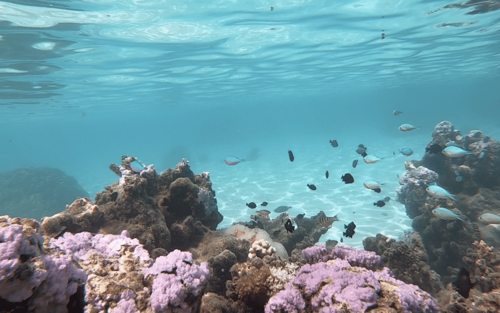 Corail moorea