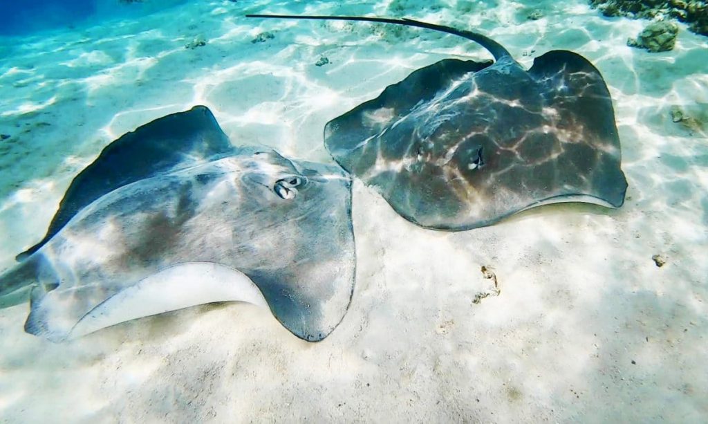 Fonds marins polynésie