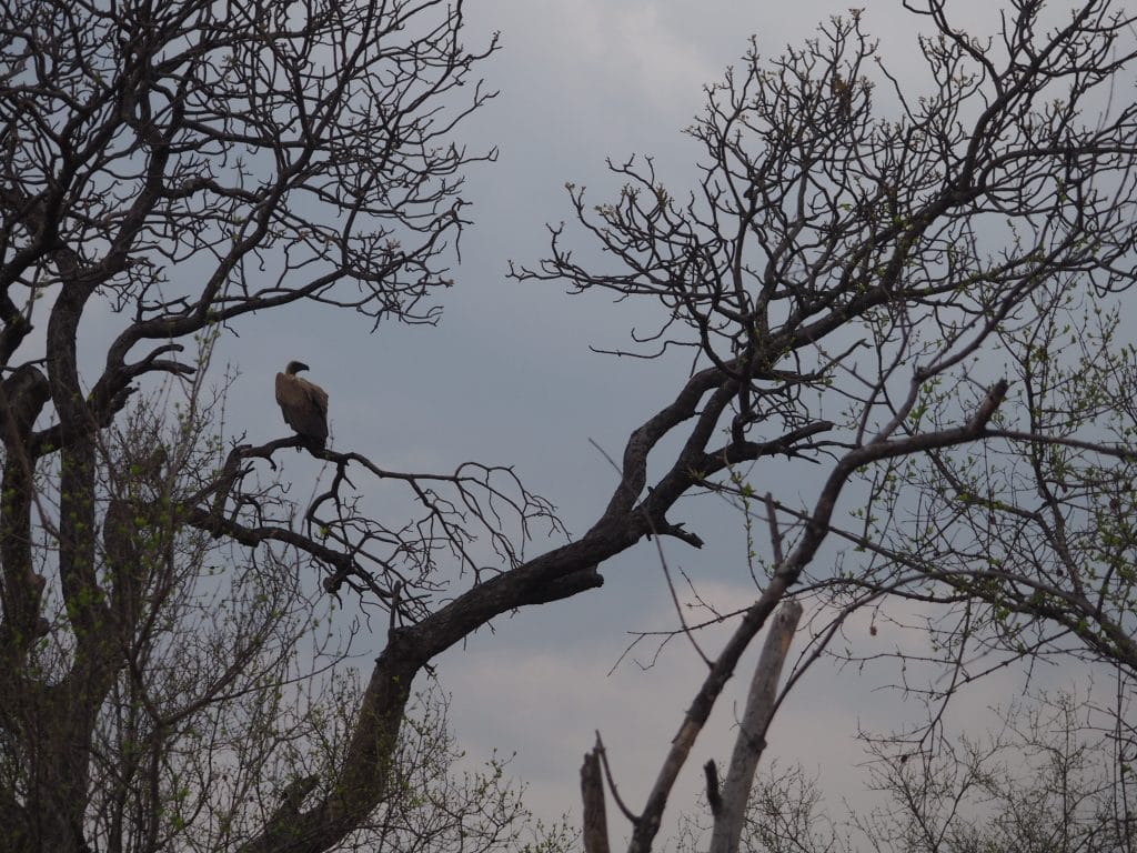 Vautour dans savane