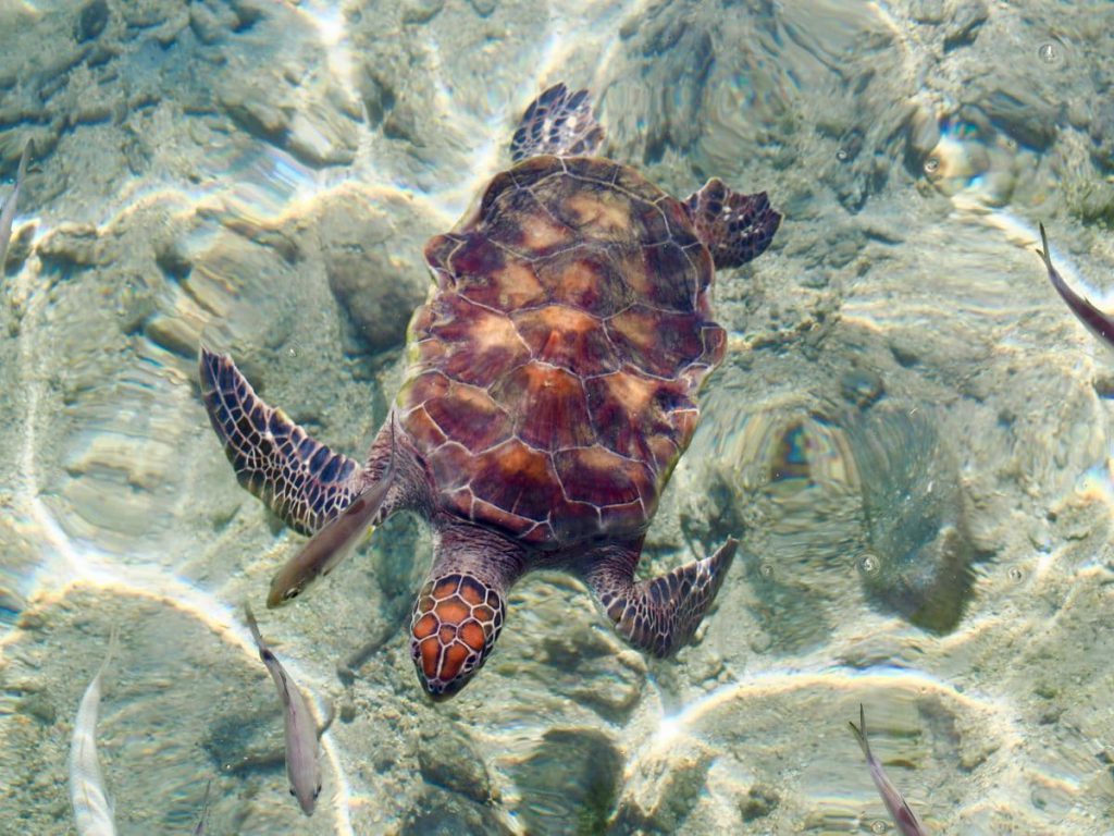 tortue marine moorea