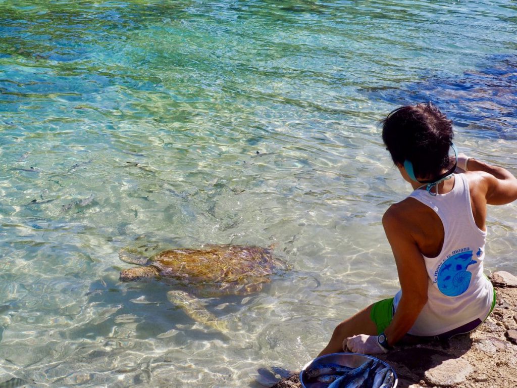 La clinique des tortues.