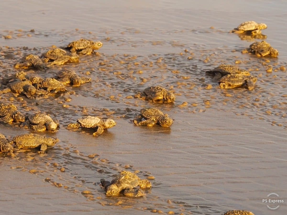 bébé tortue costa Rica