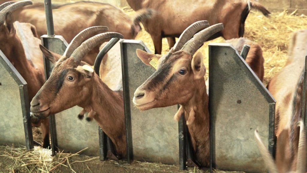 Les chèvres pâturent sur les terres attenantes à la ferme.