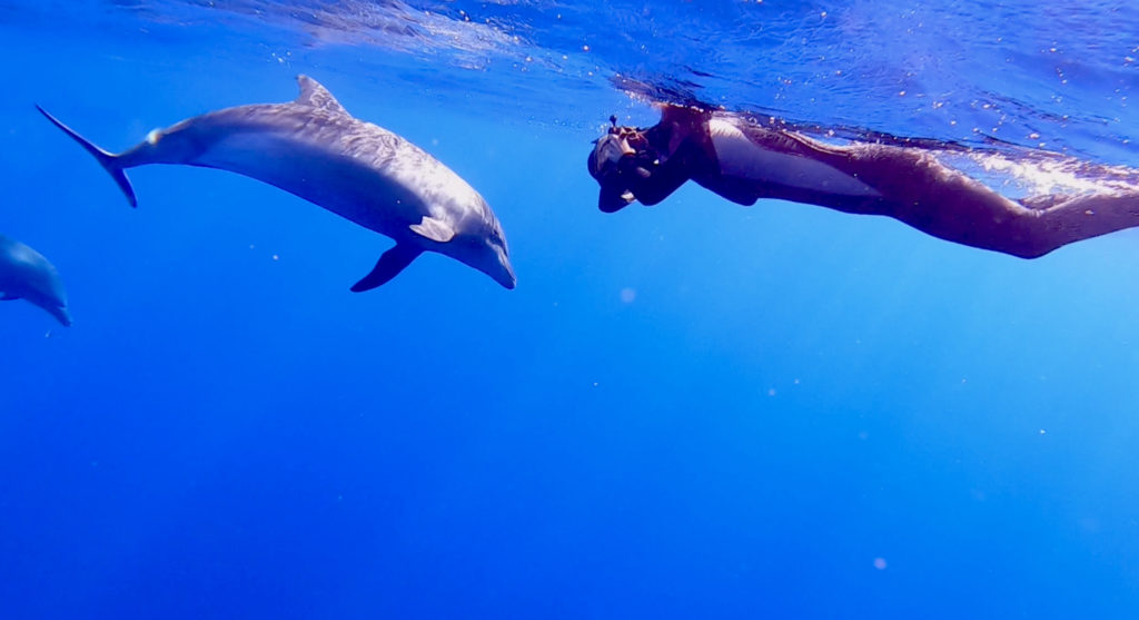 Certains dauphins cherchent des interactions, mais il est important de savoir garder ses distances.