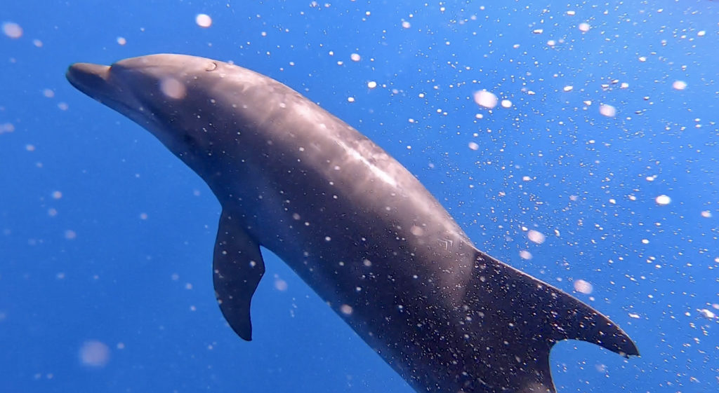 Les dauphins de la communauté de Tiputa.