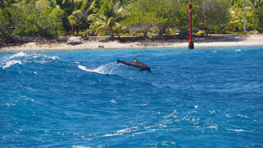 Les Relais Josephine, sport idéal pour observer les dauphins.