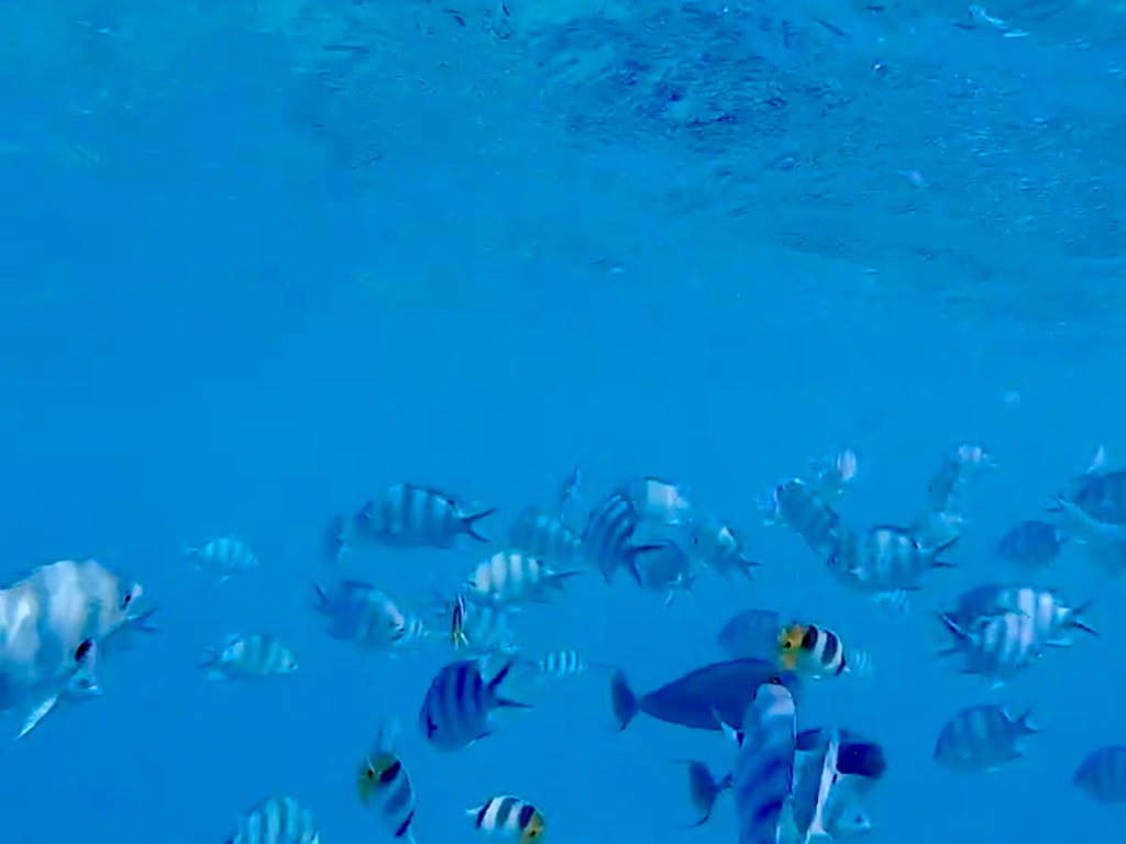 L'aquarium, une sortie idéale pour le snorkeling.