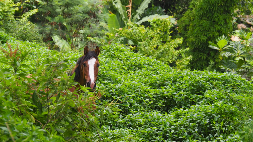 Les chevaux au coeur de la culture marquisienne