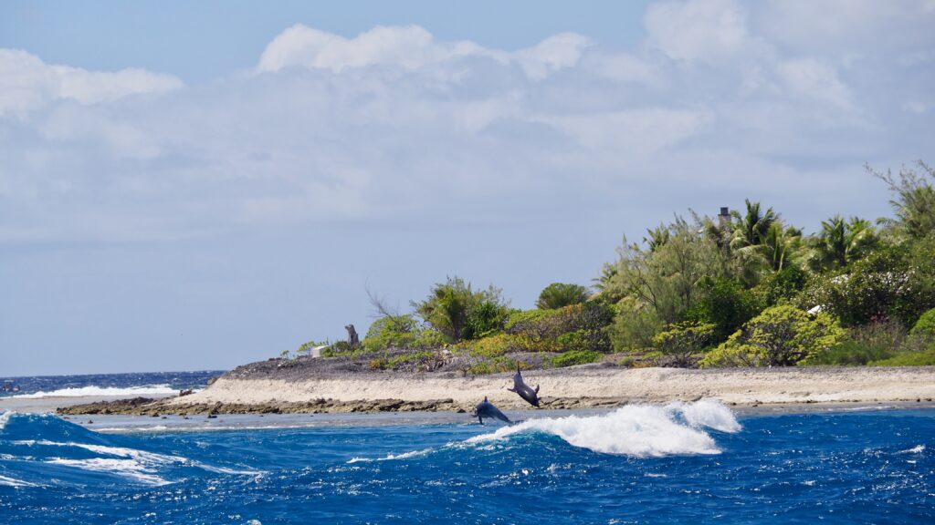 Les dauphins jouent dans le mascaret