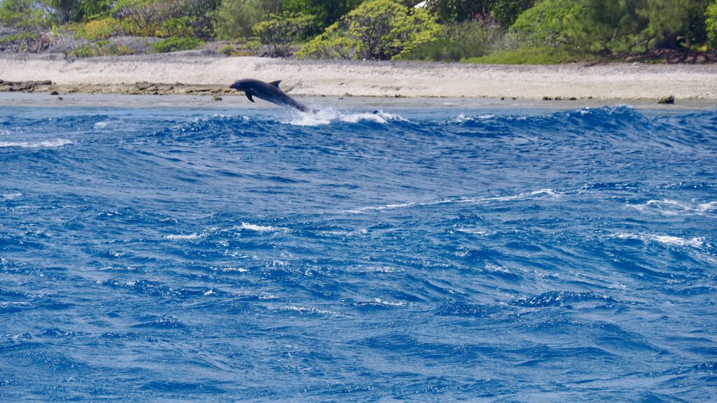 Les dauphins dans la passe de Tiputa