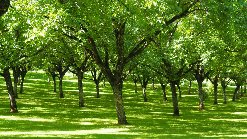 les noyers du domaine de Vieelcroze